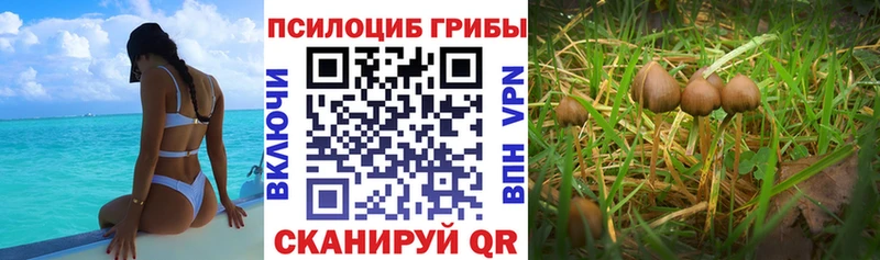 Галлюциногенные грибы Psilocybine cubensis  как найти наркотики  Вяземский 